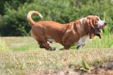 BASSET HOUND 213